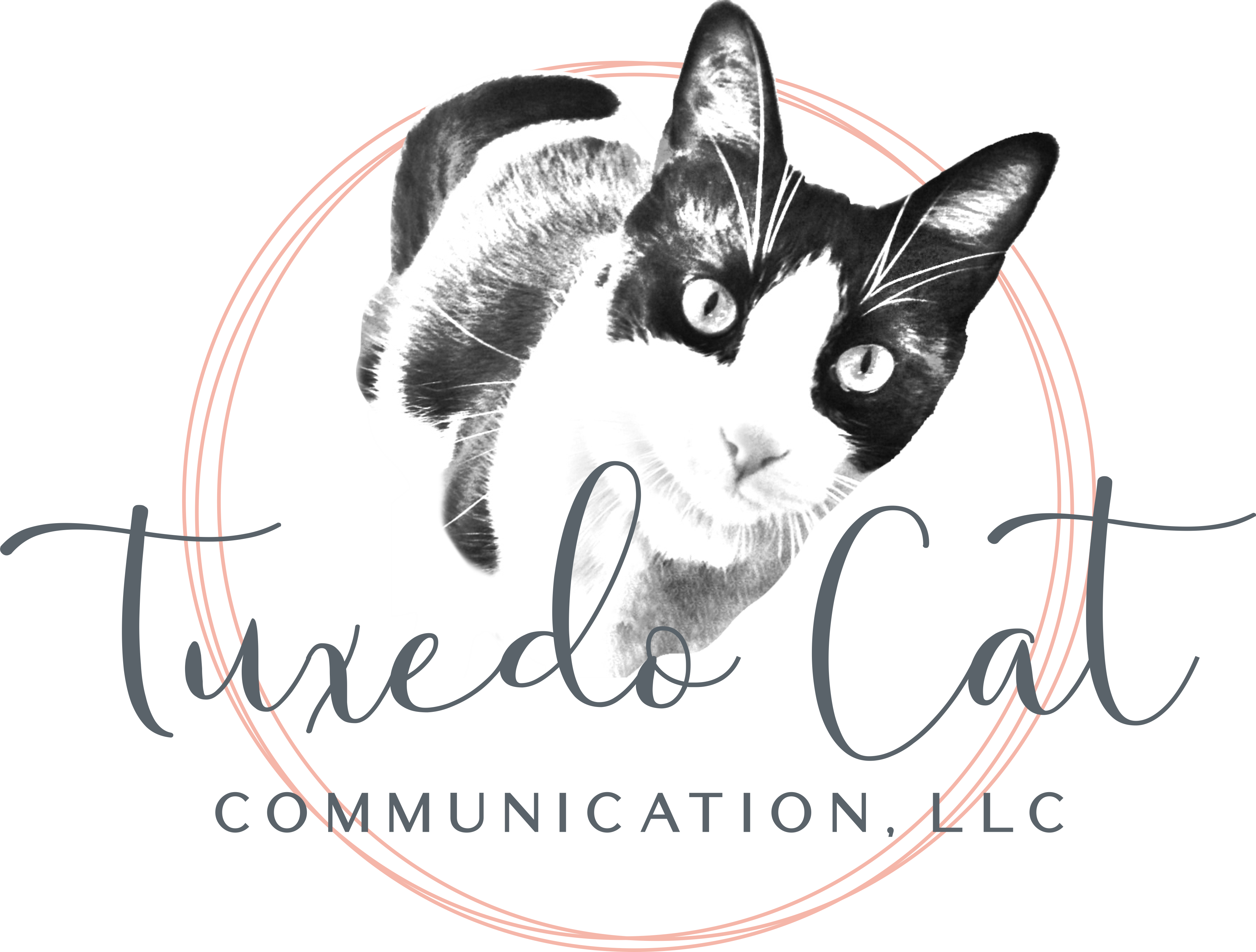 Tuxedo Cat Communication png